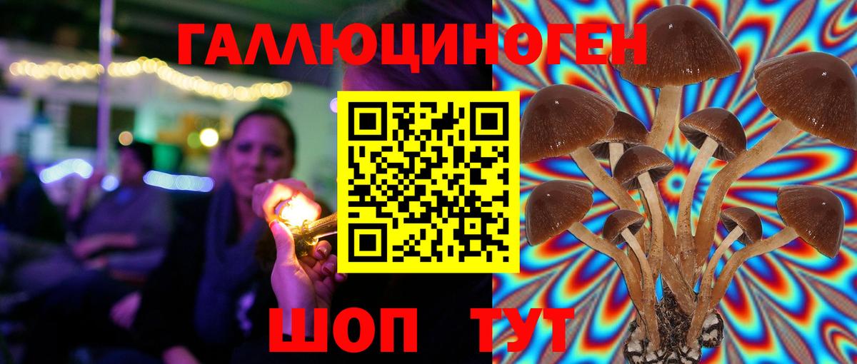 Галлюциногенные грибы Psilocybe Светлоград